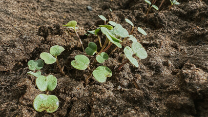 Young seedlings sprouting in nutrient-rich soil under warm sunlight in a garden during springtime cultivation