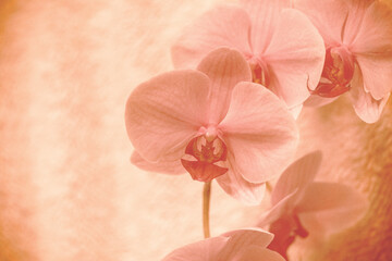 Orchidee Orchideenblüten gelb orange braun mit Freiraum zum Beschreiben