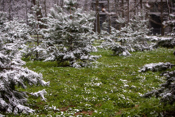 spring in the mountains