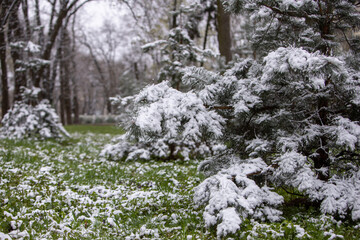 snow covered trees