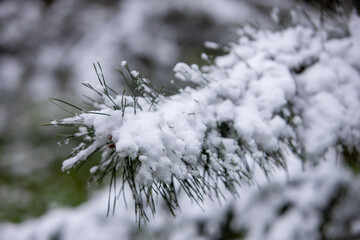 snow covered branches of tree