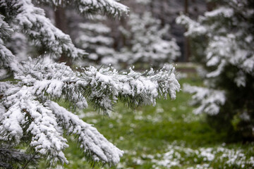 snow covered branches of pine