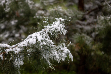 snow covered branches