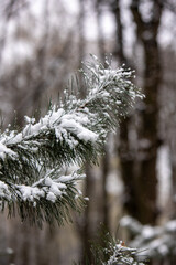 snow covered pine tree