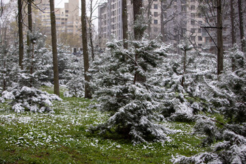 snow covered trees