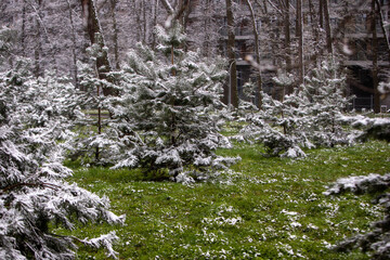 snow covered tree