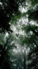 Fototapeta premium Misty forest canopy view upward
