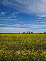 Colli Piacentini, Italia