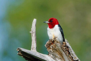 A tropical bird with colorful plumage. Wildlife, natural habitat.