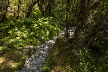 ニュージーランド　アーサーズ・パス国立公園のドブソン・ネイチャー・ウォークの森の中の風景