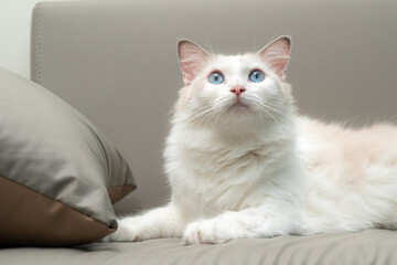 Elegant fluffy ragdoll cat with striking blue eyes and soft white fur, relaxing on a sofa indoors. Perfect image for pet care, lifestyle, and home decor concepts.
