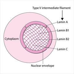 Cell Nucleus Structure with Type V Intermediate Filaments