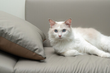 Elegant fluffy ragdoll cat with striking blue eyes and soft white fur, relaxing on a sofa indoors....