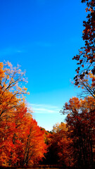 beautiful blue sky with autumn potrait mode