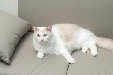 Elegant fluffy ragdoll cat with striking blue eyes and soft white fur, relaxing on a sofa indoors. Perfect image for pet care, lifestyle, and home decor concepts.