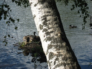 Ducks resting by the water near leaning birch tree