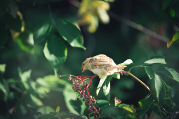 Vogel