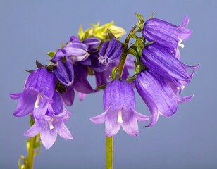 Close-up purple bell flowers