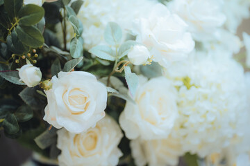 Close up and selective white roses flower in blooming and blossom