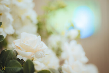 Close up and selective white roses flower in blooming and blossom