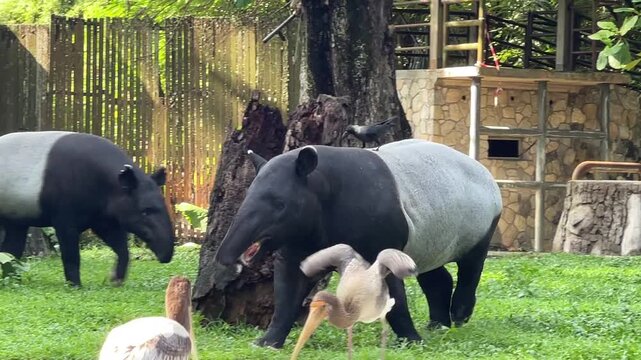 A large-billed crow, Corvus macrorhynchos, perched on a Malayan tapir, Tapirus indicus, flies to a second tapir as the first one enters the pool before flying off at Zoo Negara Malaysia.