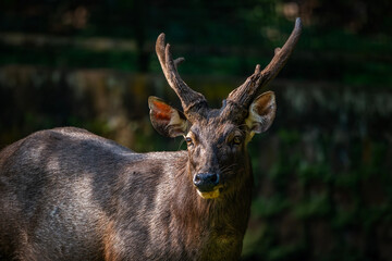 Closeup of a Bawean Deer