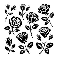 Black rose blooms and buds roses flower