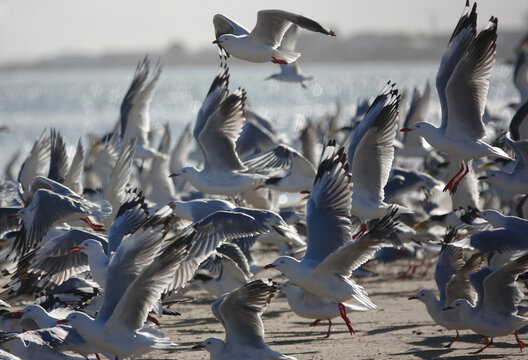 A flock of Silver Gull take off from a beach in the Coorong