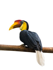 wrinkled hornbill isolated on white background