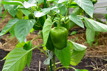 Green organic Bell Pepper Plant Growing in Garden
