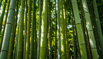 Obraz premium Sunlight filtering through a lush, green bamboo forest, creating a serene and tranquil natural scene.