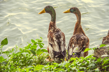 Wild ducks, mandarin ducks, and swans in peaceful nature scenes