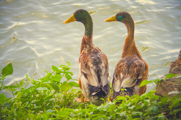 Wild ducks, mandarin ducks, and swans in peaceful nature scenes