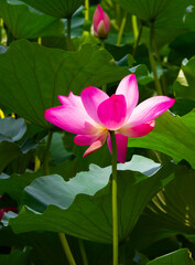 Summer Lotus at the Summer Palace