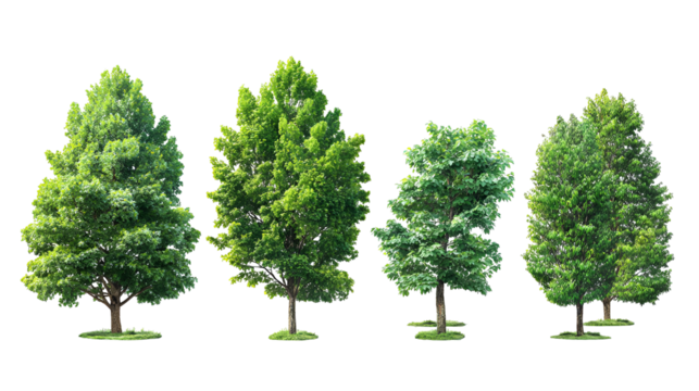 Four lush green trees isolated on black background