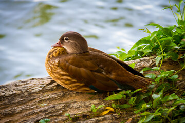 Wild ducks, mandarin ducks, and swans in peaceful nature scenes