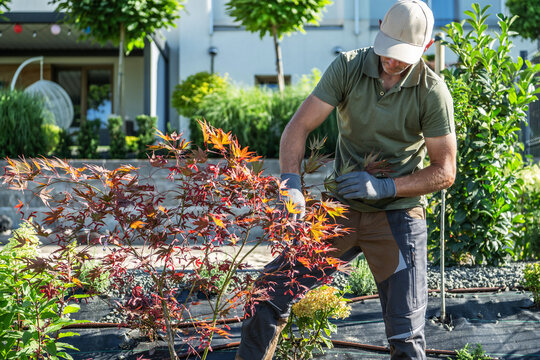 Gardening Enthusiast Tending to Vibrant Foliage in a Sunny Backyard