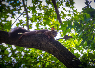 squirrel on tree