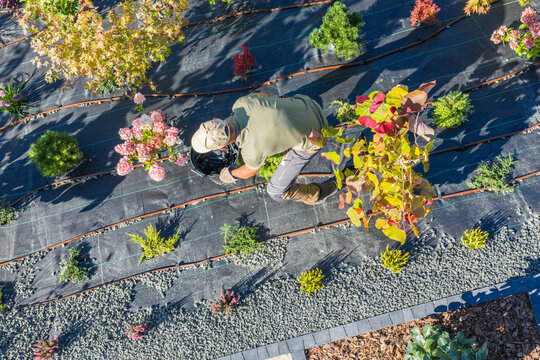 Gardener Planting Flowers and Installing Garden Drip Irrigation System