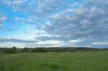 Łąka z żółtymi kwiatami w Parku Krajobrazowym Łęgi Rogalińskie pod pochmurnym