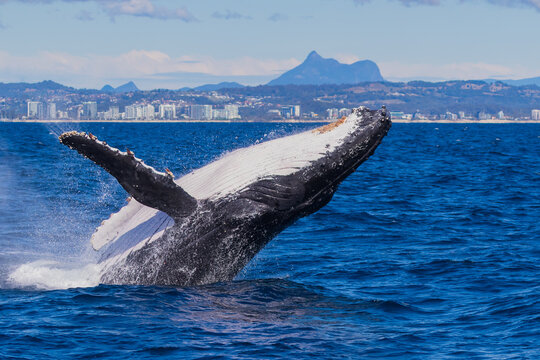 Humpback Whale Breaching in front of Mt Warning