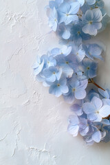 Light blue hydrangea flowers on white textured wall
