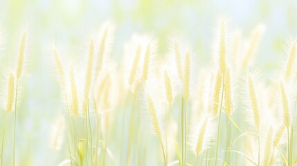 Delicate Wheatgrass Field in Soft Sunlight, Ideal for Serene and Natural Designs