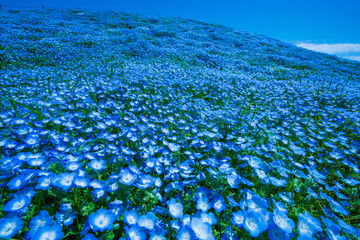 一面のネモフィラ畑