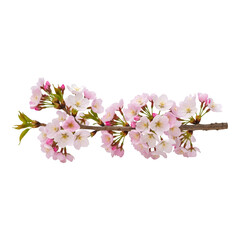 Cherry blossom, pink flower, transparent PNG