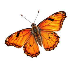 Vibrant Orange Butterfly with Intricate Wing Patterns in Flight