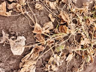 Close-up of withered plants with dry leaves on cracked soil, concept of drought and crop loss.