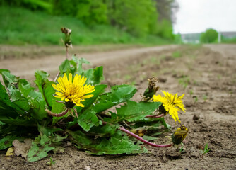 Yellow dandelions by the road in early spring.