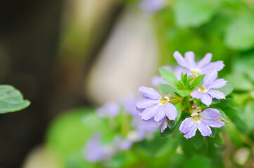 Fairy Fan Flower , Half flower or Scaevola or Scaevola sp or purple flower