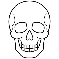 Clean Skull Outline Vector